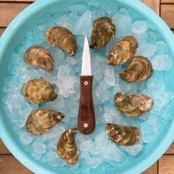 Limited Edition Professional Wooden Handle Oyster Shucking Knife -Helle Shop toadfish limited edition professional wooden handle oyster shucking knife 39678449123540
