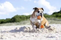 Waboba Woofpack Pet Dog Toys Set Rubber Flying Disk & Dog Balls Throw & Fetch (3 Toys) 13 Waboba Woofpack Pet Dog Toys Set Rubber Flying Disk & Dog Balls Throw & Fetch (3 Toys) -Helle Shop waboba waboba woofpack pet dog toys set rubber flying disk dog balls throw fetch 3 toys 39393823129812